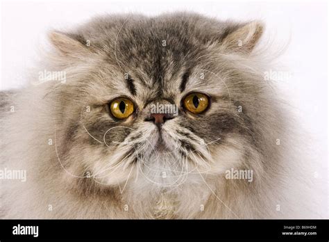 Domestic cat Blue spotted Persian Tabby Studio shot against white background Stock Photo - Alamy