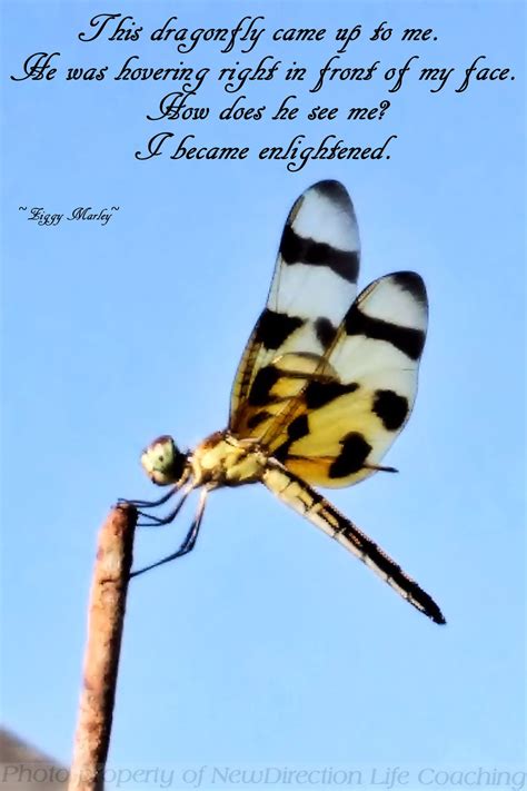 Dragonfly | Feel good pictures, Life, Life coach