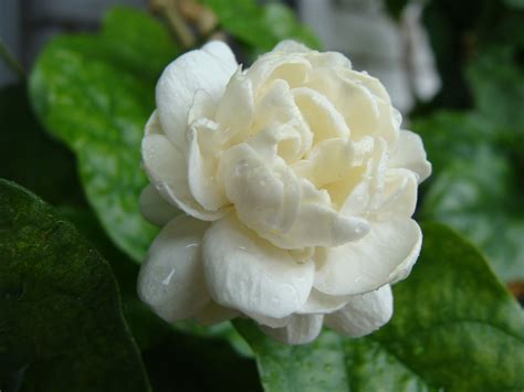 Bato Bato Pik!: WS#13 - My Kampupot flower a.k.a Arabian Jasmine