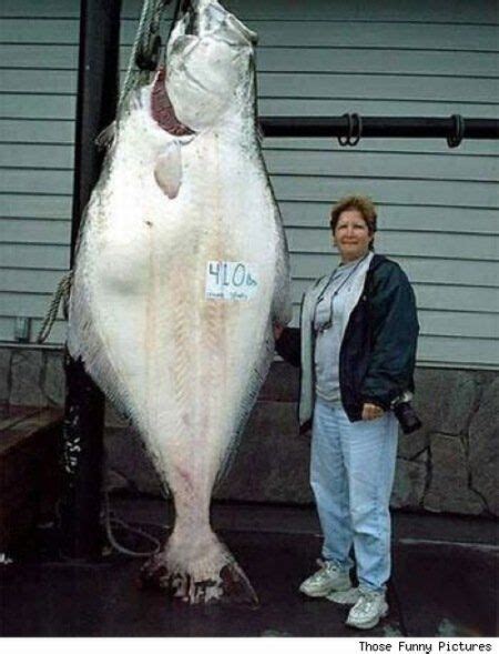 My Funny: Amazing Catch! - Big Fish Caught By Fisherman | Pictures