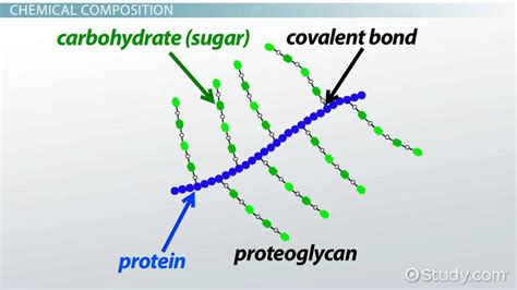 Proteoglycans | Function, Structure & Location - Lesson | Study.com