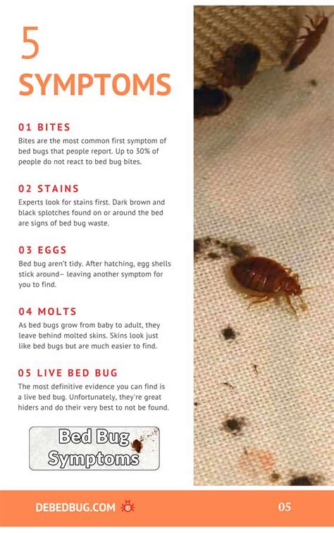 5 Signs Bed Bugs Leave Everywhere They Go | Debedbug