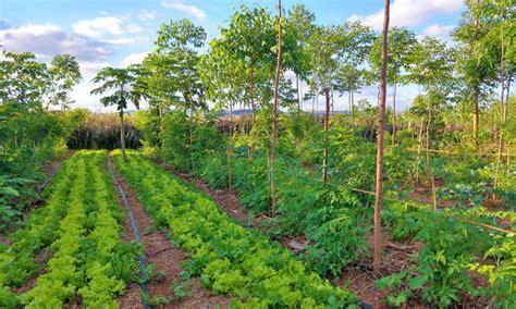 How can agroforestry help support the climate agenda?