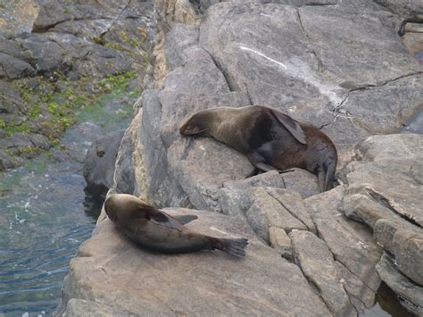 New Zealand Fur Seals – Geeky Girl Engineer