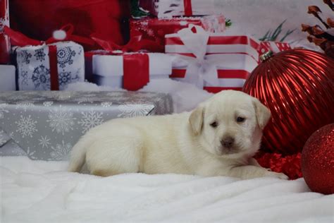 Sherri - Labrador Retriever Puppy A2336E | Pawrade