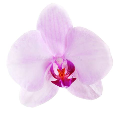 Single Light Pink Isolated Orchid Flower Stock Photo - Image of oriental, color: 25684466