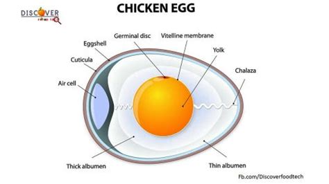 Grading Of Eggs - Egg Grades and Much More! - Quick Asian Recipes