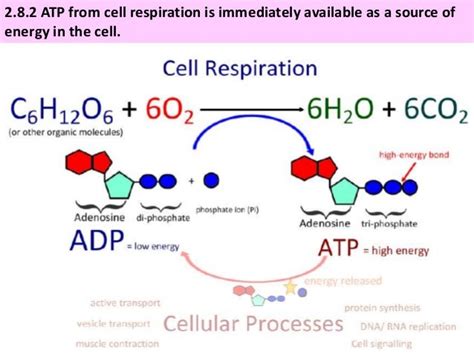 IB Biology 2.8 Slides: Respiration