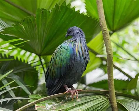 Nicobar Pigeon - Facts, Diet, Habitat & Pictures on Animalia.bio