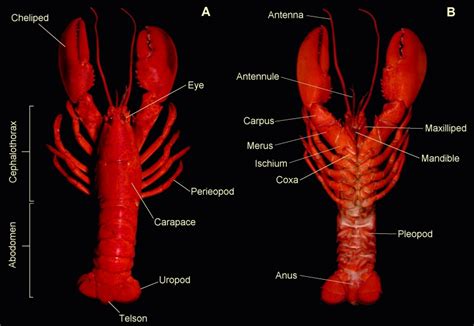 CRUSTACEAN TERMINOLOGY