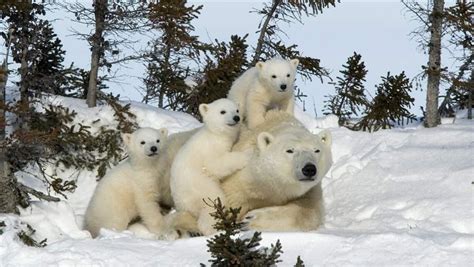 Ten ‘Wild’ Features of Manitoba’s Boreal Forest | The Pew Charitable Trusts