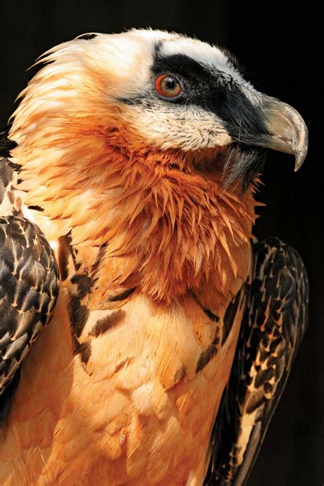 Vulture | Characteristics, Species, & Facts | Britannica