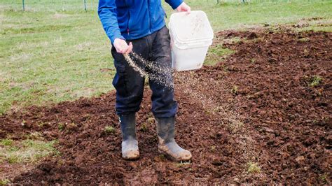 What Seeds To Buy When Starting A Clover Lawn For The Best Results