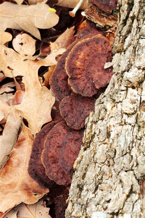 Brown Turkey Tail Fungus On Log Free Stock Photo - Public Domain Pictures