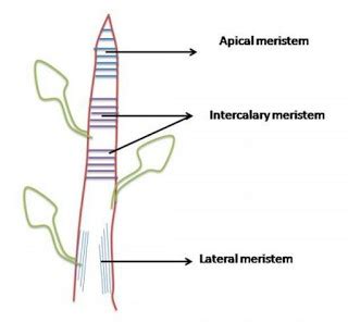 Meristematic Tissue - Class 9, Tissues