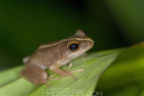 Coquí frog, Puerto Rico | PhotosPR.com