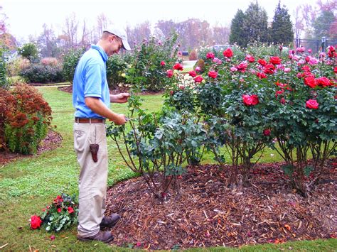 Coming Up Roses: Expert Rose Advice from Witherspoon Rose Culture: When Do I Winterize?