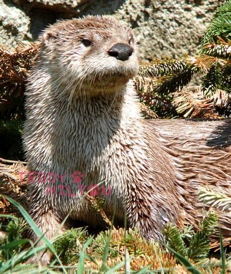 Awwww It's A Japanese River Otter! So Cute! AND declared extinct in 2012...way to go humanity ...