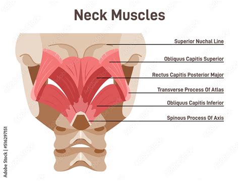 Neck muscles back view. Didactic scheme of anatomy of human muscular Stock Vector | Adobe Stock