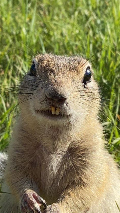 I hope this funny gopher will cheer you up😂 : r/aww