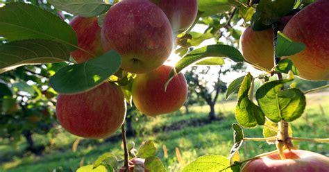 Your guide to local apple orchards & cider mills