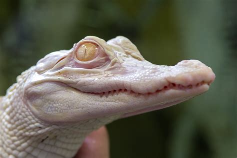 Baby Albino Crocodile