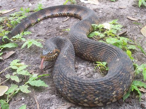 Florida Snake Photograph 039 - The Banded Water Snake, like all aquatic snakes, is thicker than ...