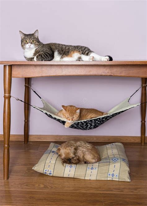 Two Cats and a Dog Sleeping Together Stock Photo - Image of relaxation ...