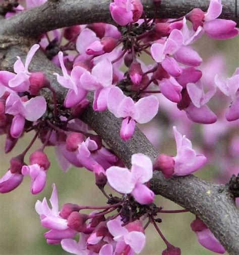 Redbud Tree Seeds - Etsy