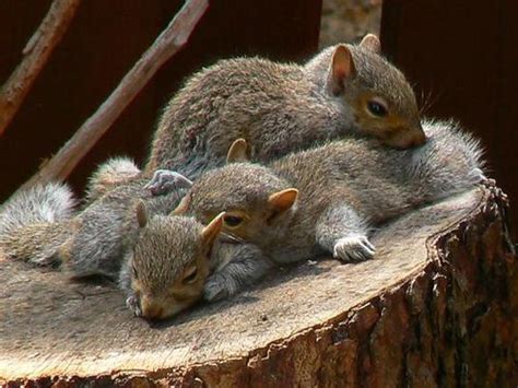 298 best BABY SQUIRRELS images on Pinterest | Red squirrel, Squirrel ...