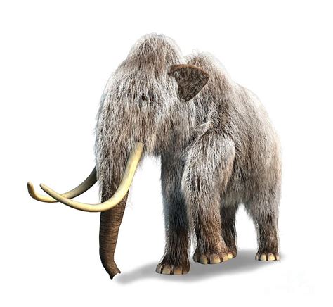 White Wooly mammoth | Wooly mammoth, Mammoth, Extinct animals