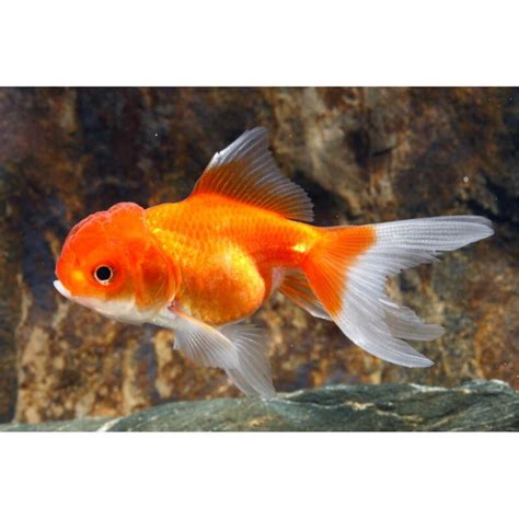 Oranda Xlg