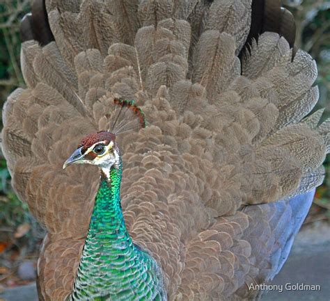 "Female peacock displaying her feathers!" by Anthony Goldman | Redbubble