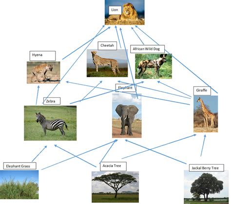 Food Web - The savanna Biome