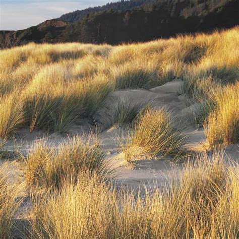 Dune Grass & Beach III | Canadian Art Prints & Winn Devon Art Group Inc.