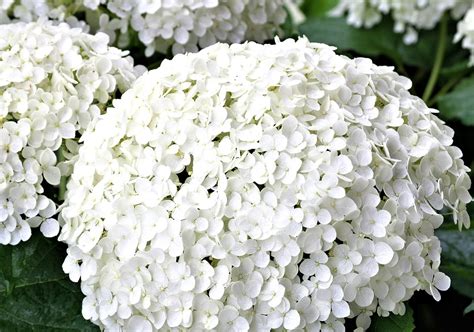 Hydrangea White Flower Summer · Free photo on Pixabay