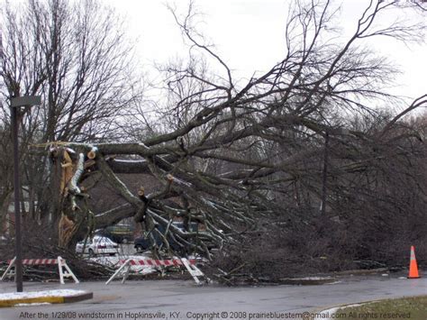 Tree Notes: Preventing Wind Damage to Trees