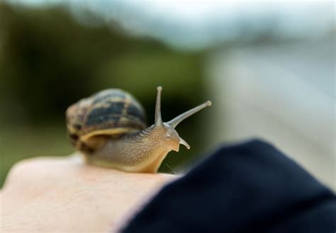 104 Pet Snail Names for Any Gastropod