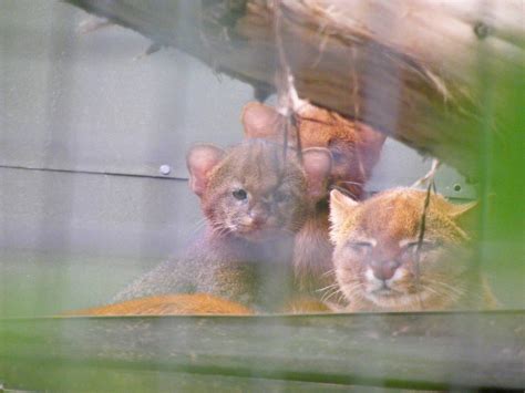 Jaguarundi with kittens at RSCC, 15 August 2010 - ZooChat