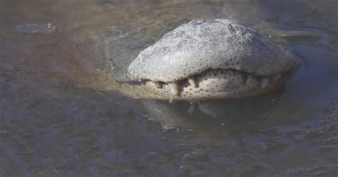 Alligators frozen: Alligators freeze in North Carolina swamp with noses above ice - CBS News