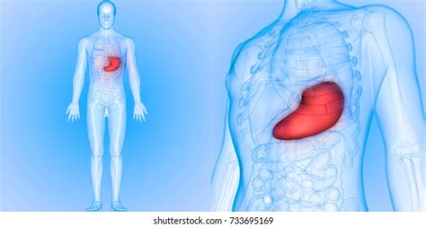 Human Digestive System Stomach Anatomy 3d Stock Illustration 733695169 | Shutterstock