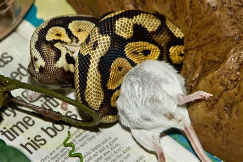 Snake Feeding Picture Thread | Reptile Forums