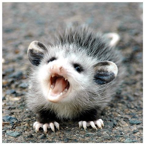 Top 10 cutest opossum babies you’ll see today! | Cute n Tiny