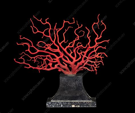 Red coral - Stock Image - C045/9510 - Science Photo Library