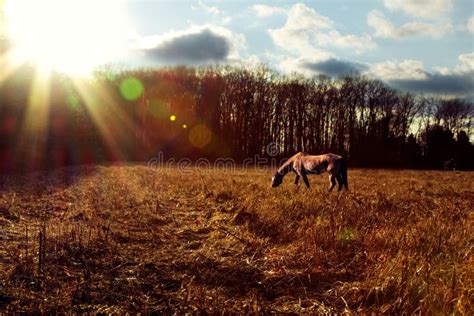 Horse Grazing at Sunset stock image. Image of grass, field - 24735273