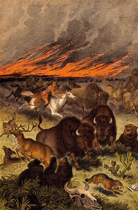 A blazing bushfire is forcing animals and mounted red Indians to ...