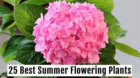 Grow These 25 BEST Summer Flowering Plants This Season - PART 1 - YouTube