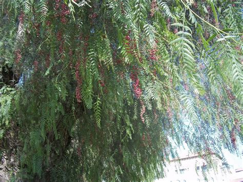 Foraging Pink Peppercorns- and the Difference Between Different Types ...