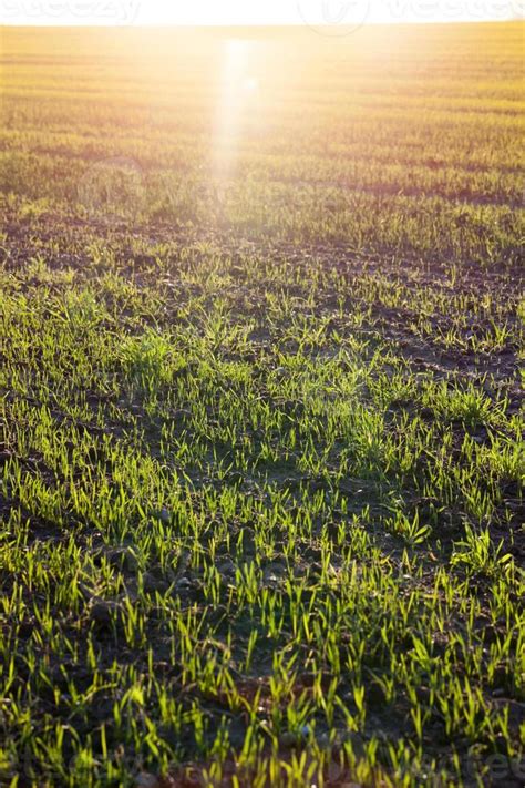 green grass, close up 9709631 Stock Photo at Vecteezy