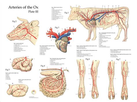 Ox Bovine Arteries Anatomy Poster